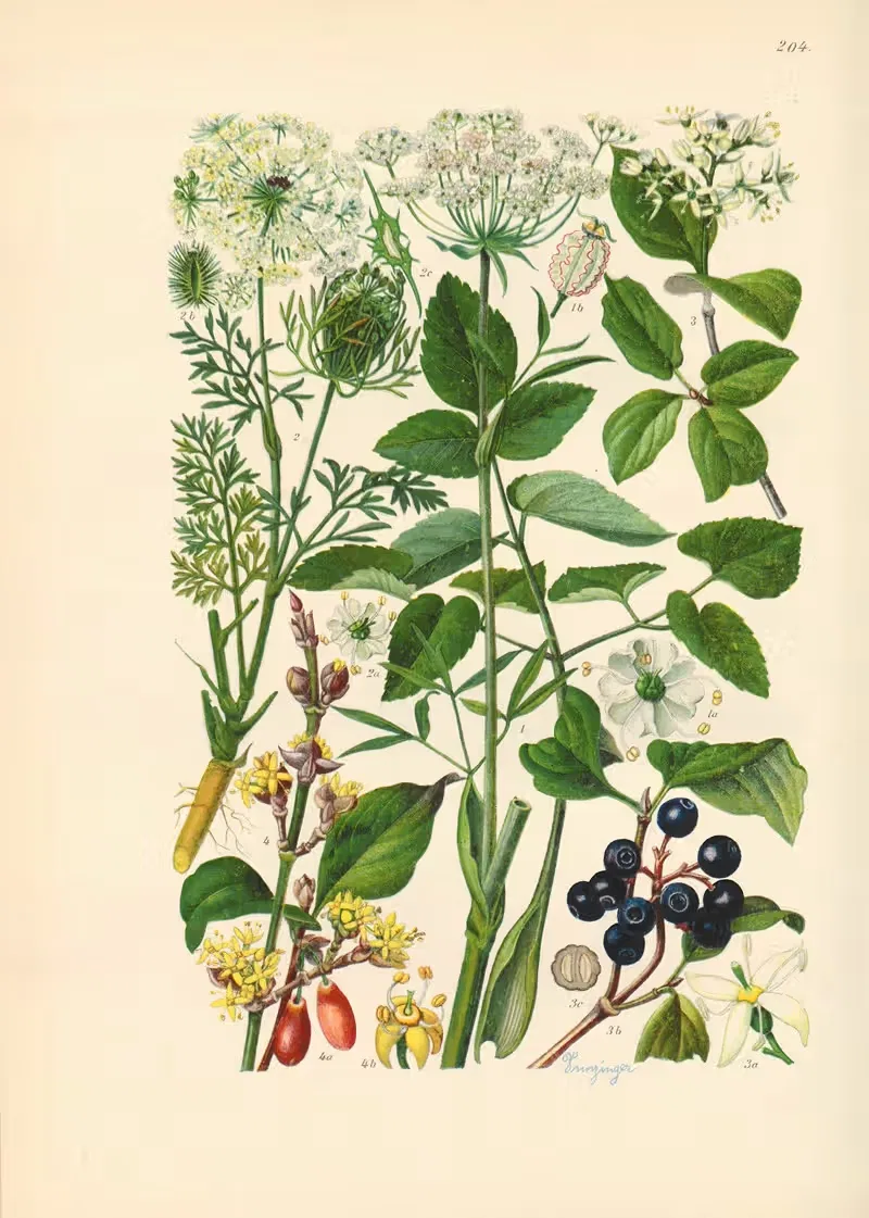 Illustrierte Flora von Mitteleuropa Pl.204 — Gustav Hegi