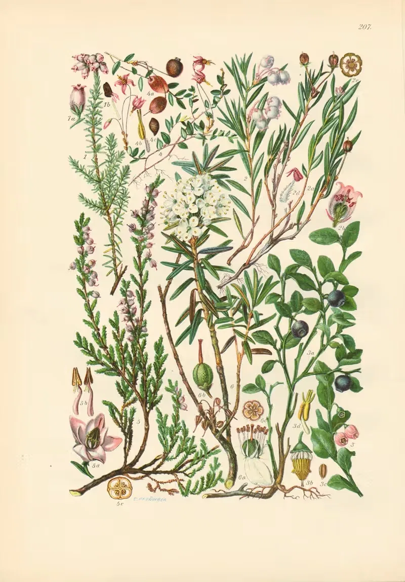Illustrierte Flora von Mitteleuropa Pl.207 — Gustav Hegi