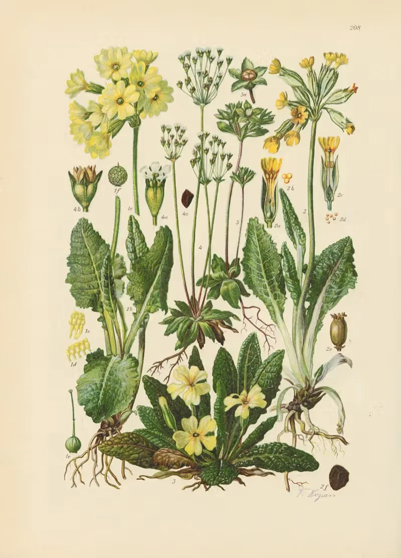 Illustrierte Flora von Mitteleuropa Pl.208 — Gustav Hegi
