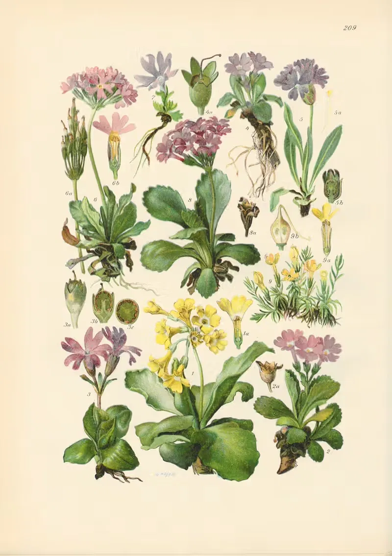 Illustrierte Flora von Mitteleuropa Pl.209 — Gustav Hegi