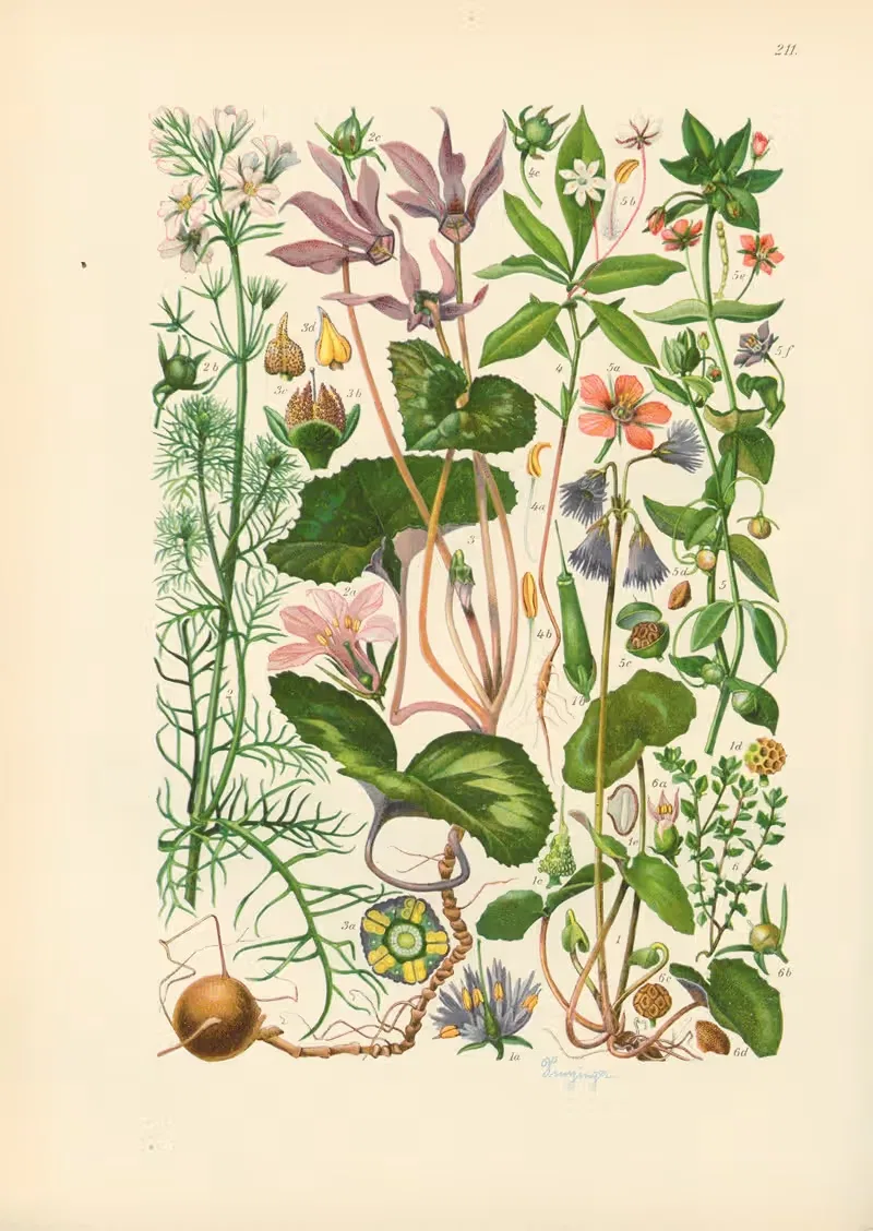 Illustrierte Flora von Mitteleuropa Pl.211 — Gustav Hegi