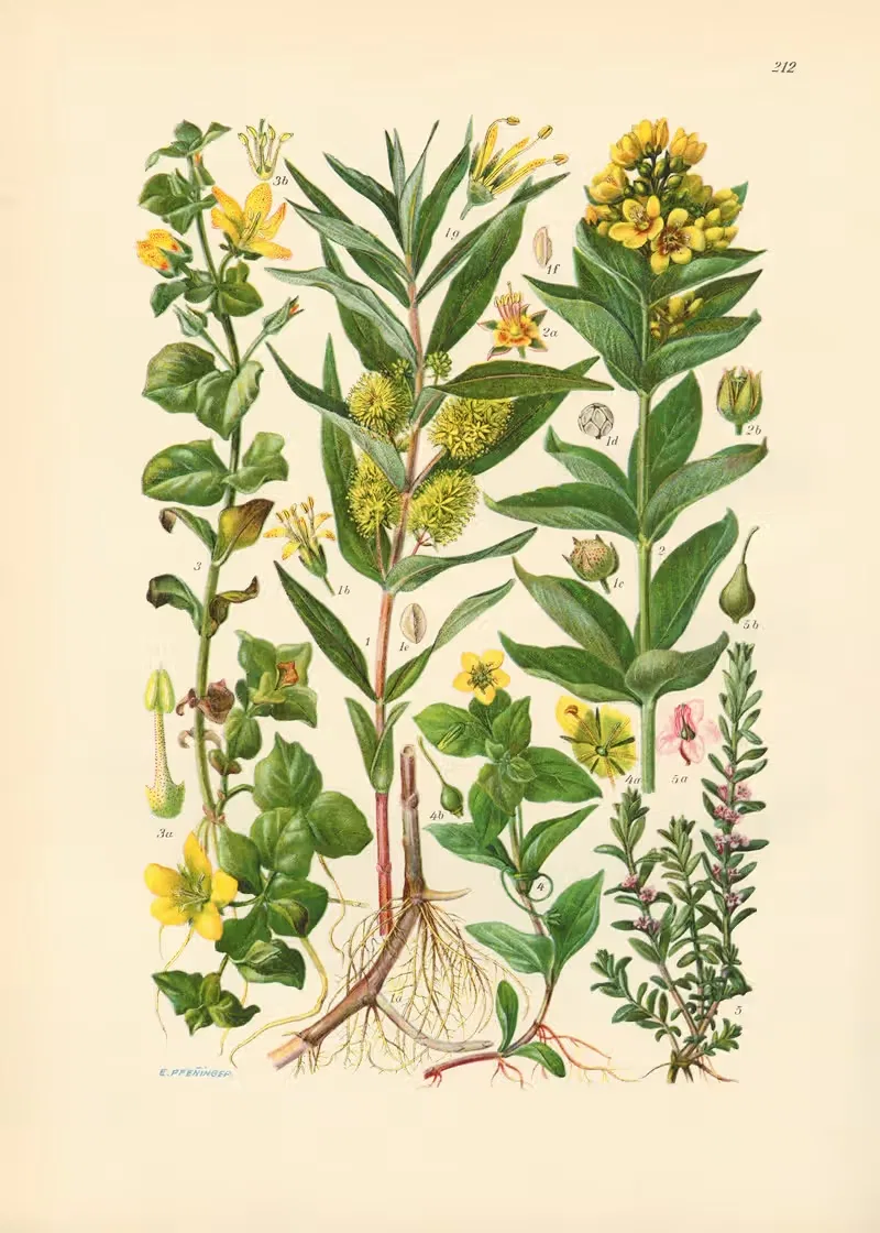 Illustrierte Flora von Mitteleuropa Pl.212 — Gustav Hegi
