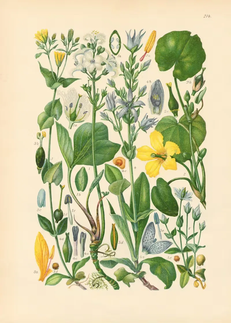 Illustrierte Flora von Mitteleuropa Pl.214 — Gustav Hegi