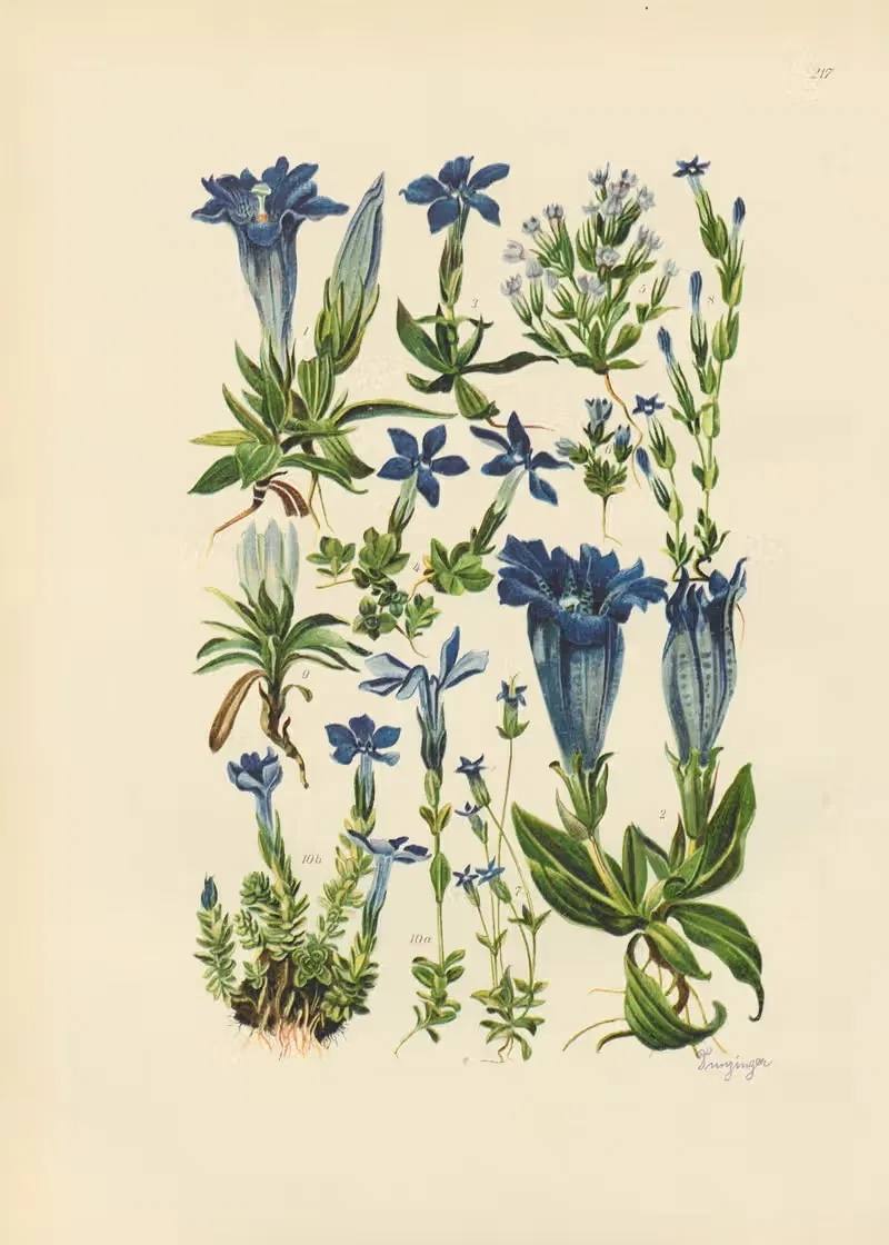Illustrierte Flora von Mitteleuropa Pl.217 — Gustav Hegi