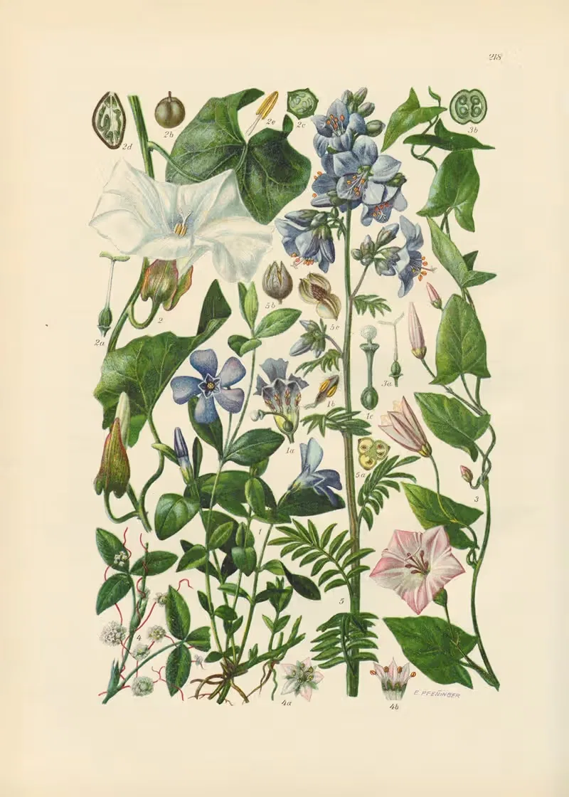 Illustrierte Flora von Mitteleuropa Pl.218 — Gustav Hegi