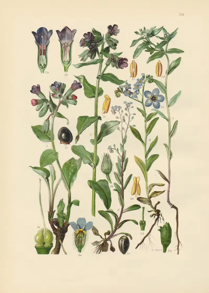 Illustrierte Flora von Mitteleuropa Pl.221 — Gustav Hegi