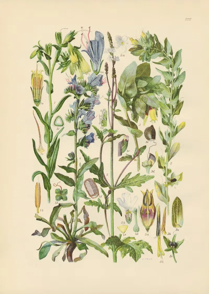 Illustrierte Flora von Mitteleuropa Pl.222 — Gustav Hegi