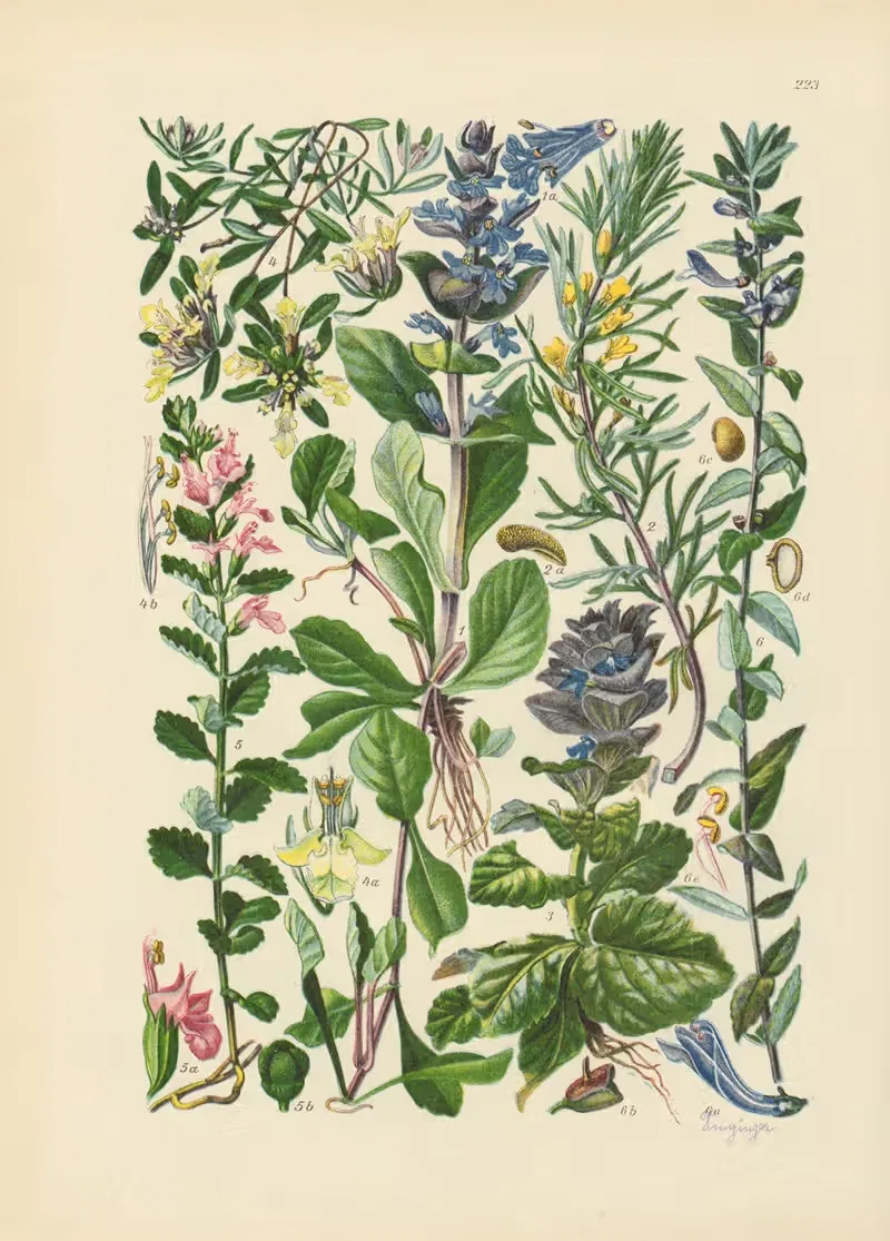 Illustrierte Flora von Mitteleuropa Pl.223 — Gustav Hegi