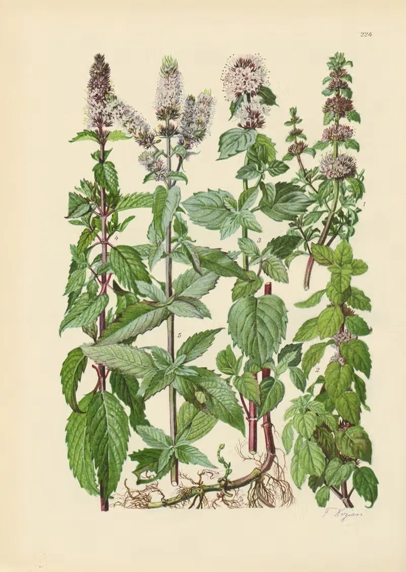 Illustrierte Flora von Mitteleuropa Pl.224 — Gustav Hegi