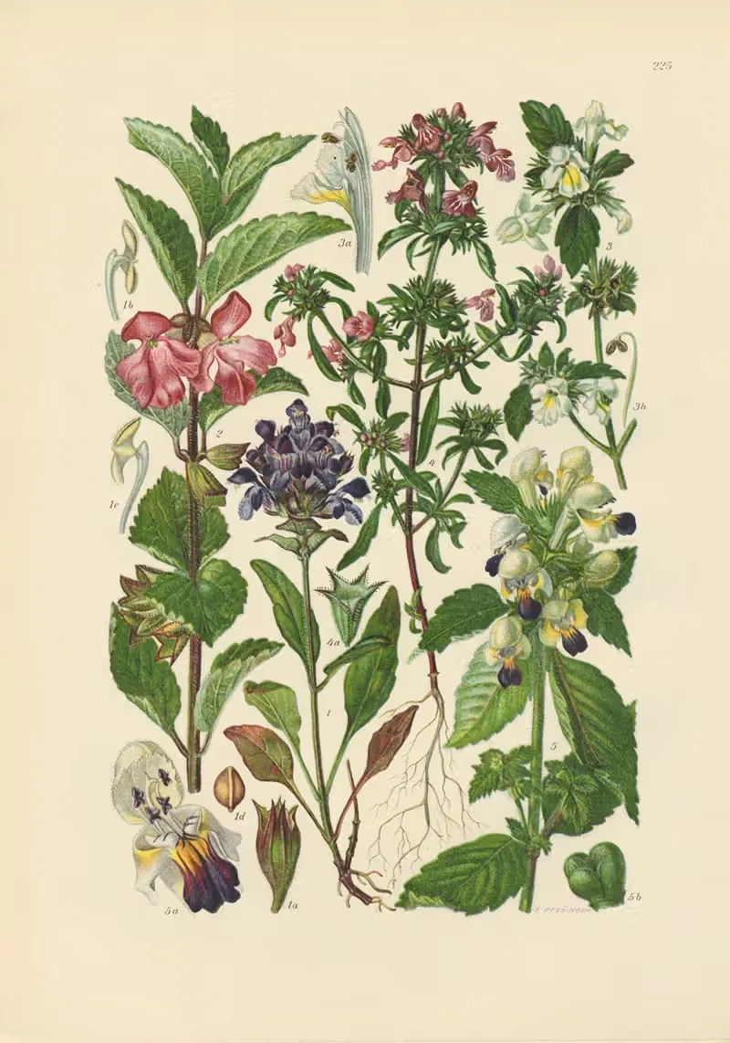 Illustrierte Flora von Mitteleuropa Pl.225 — Gustav Hegi