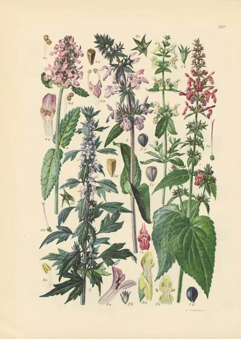 Illustrierte Flora von Mitteleuropa Pl.227 — Gustav Hegi