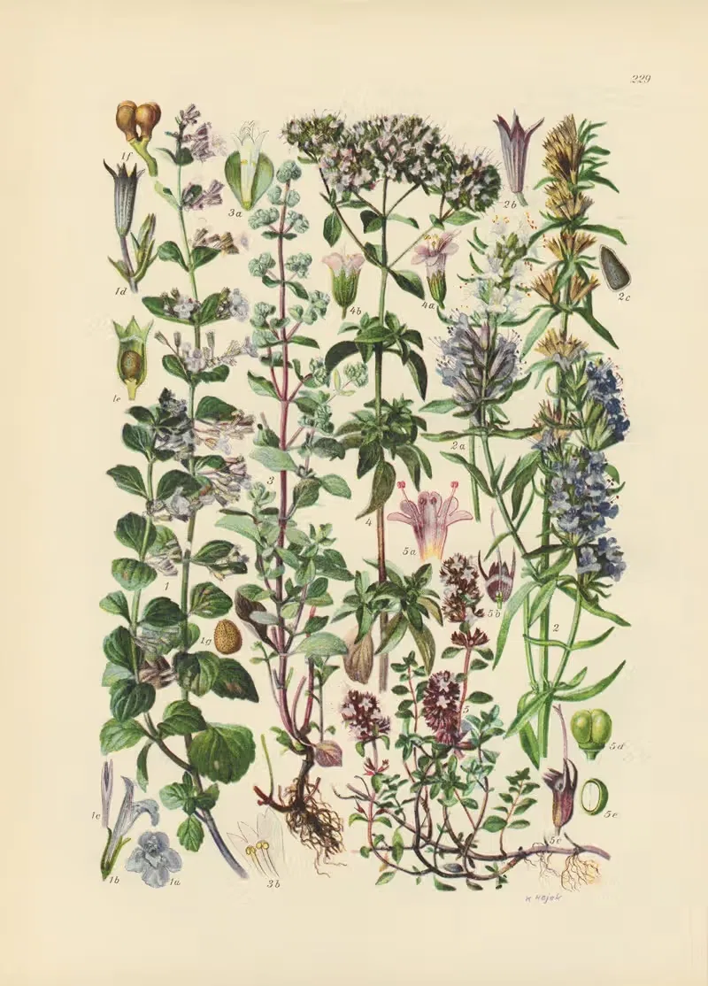 Illustrierte Flora von Mitteleuropa Pl.229 — Gustav Hegi