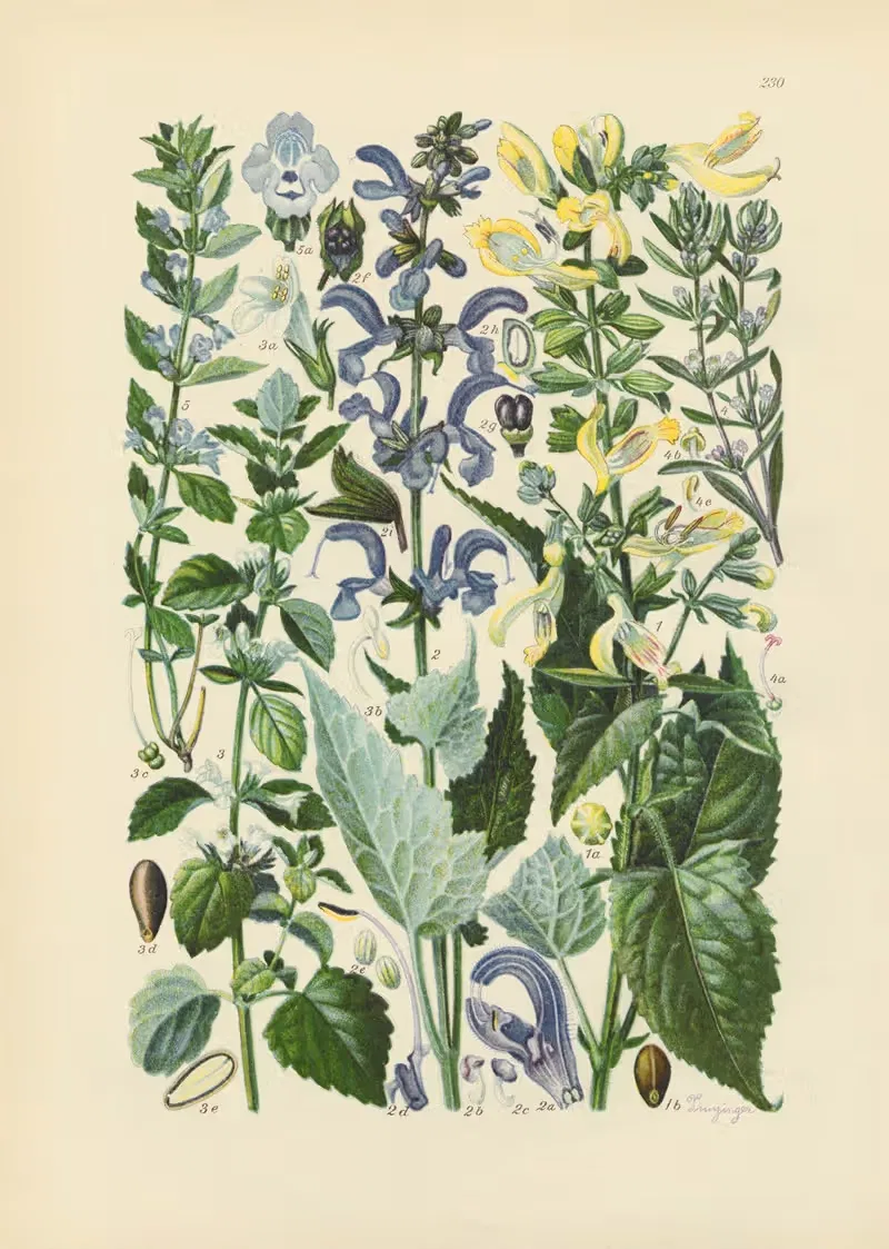 Illustrierte Flora von Mitteleuropa Pl.230 — Gustav Hegi