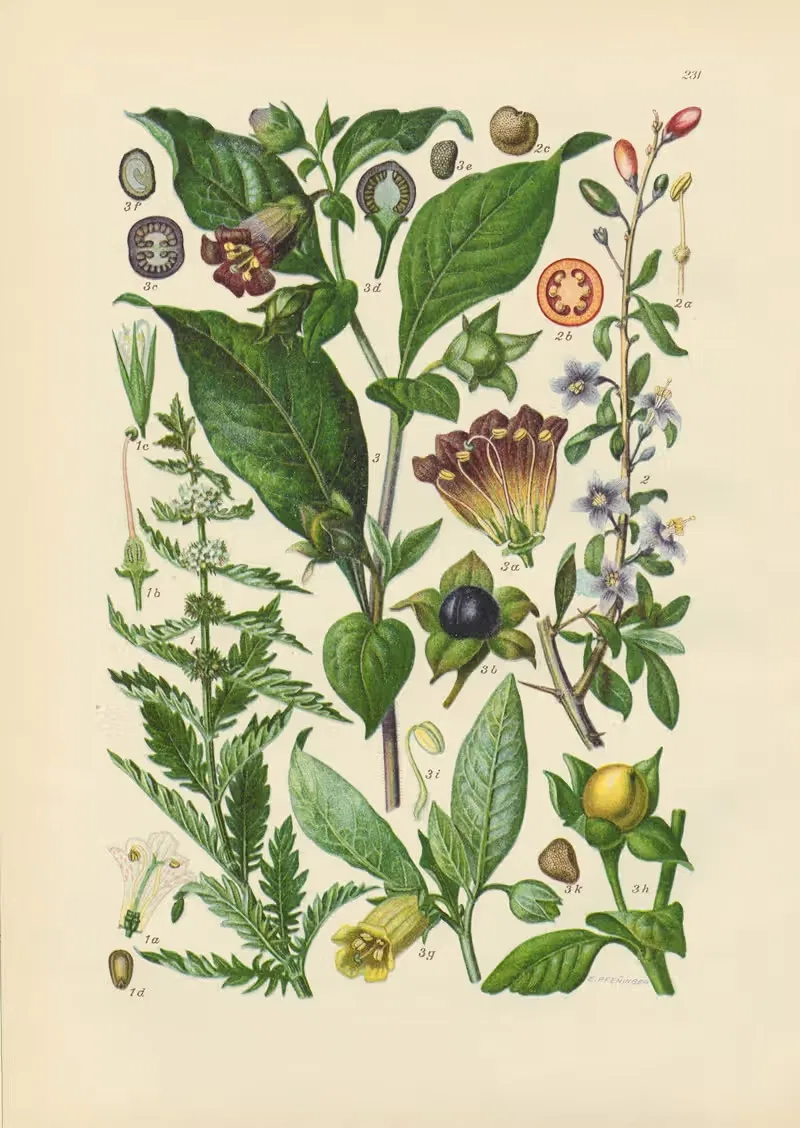 Illustrierte Flora von Mitteleuropa Pl.231 — Gustav Hegi