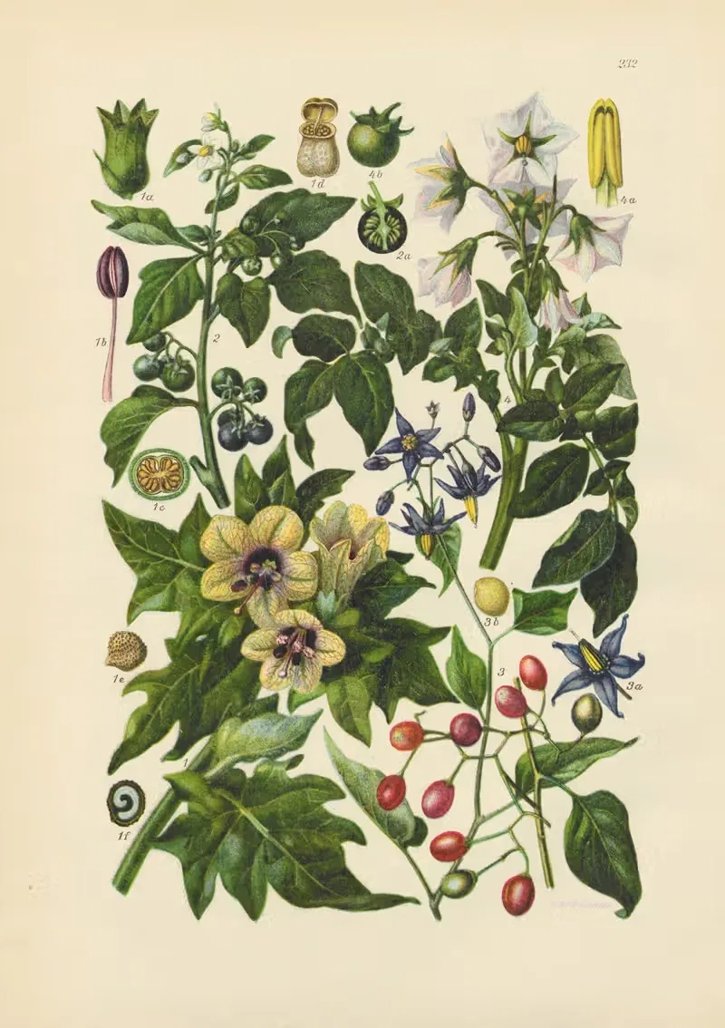 Illustrierte Flora von Mitteleuropa Pl.232 — Gustav Hegi