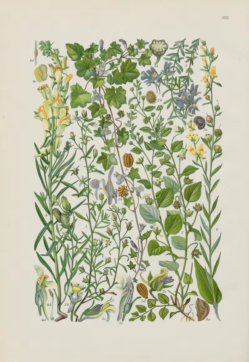 Illustrierte Flora von Mitteleuropa Pl.235 — Gustav Hegi
