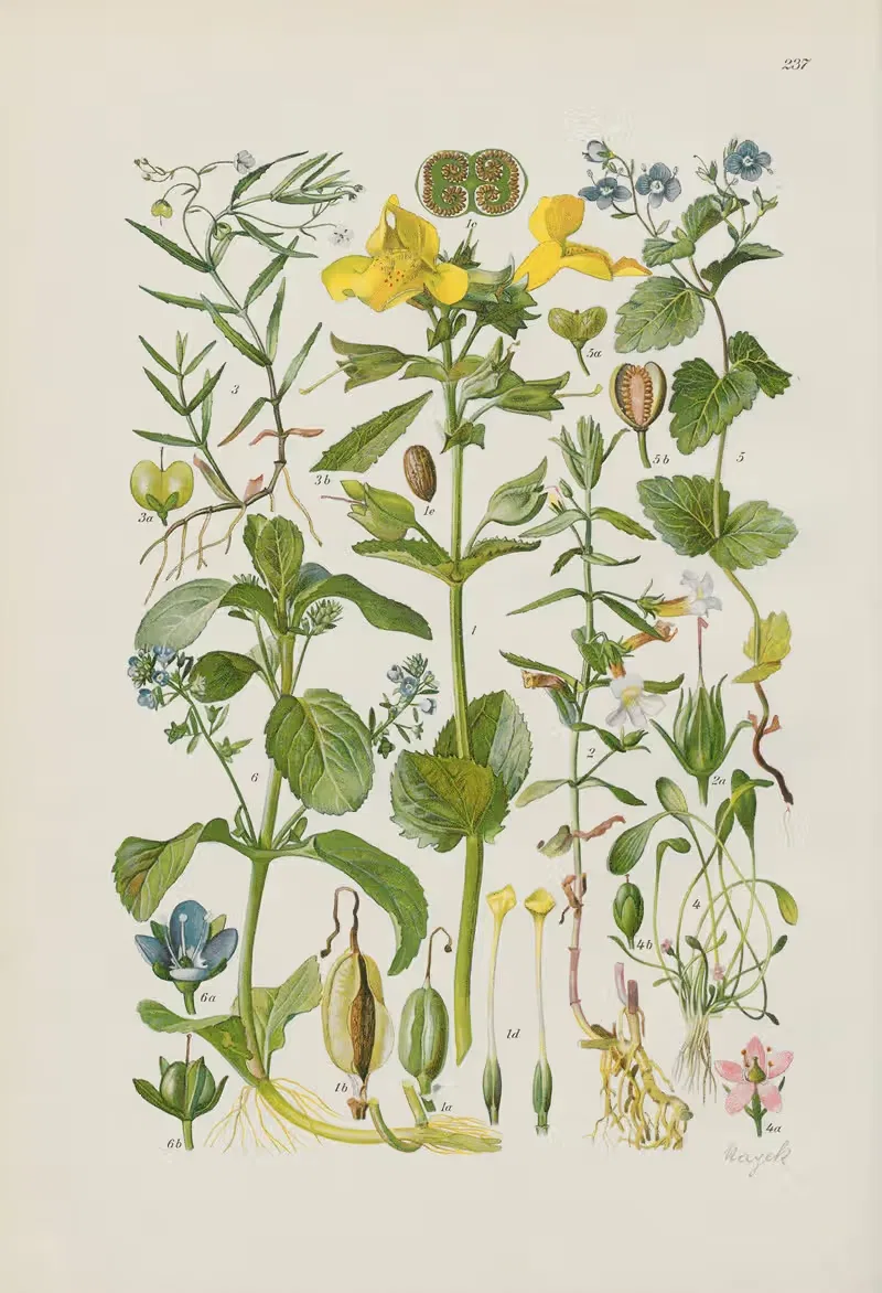 Illustrierte Flora von Mitteleuropa Pl.237 — Gustav Hegi