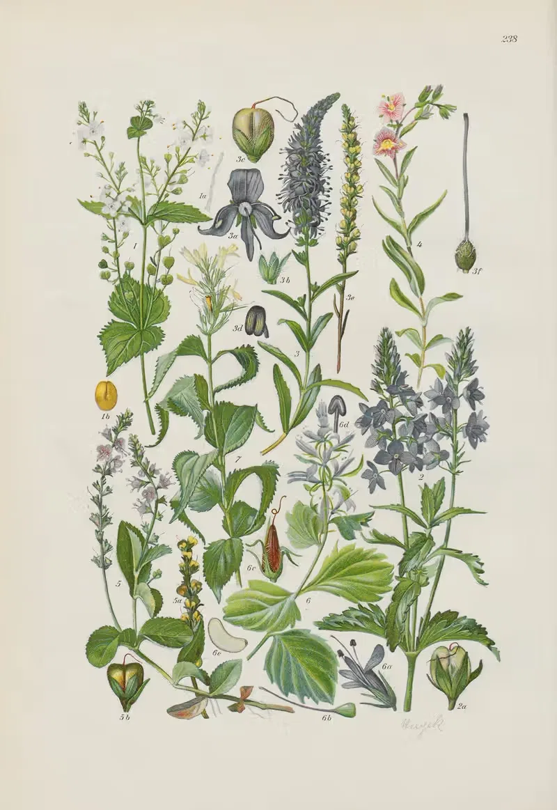 Illustrierte Flora von Mitteleuropa Pl.238 — Gustav Hegi