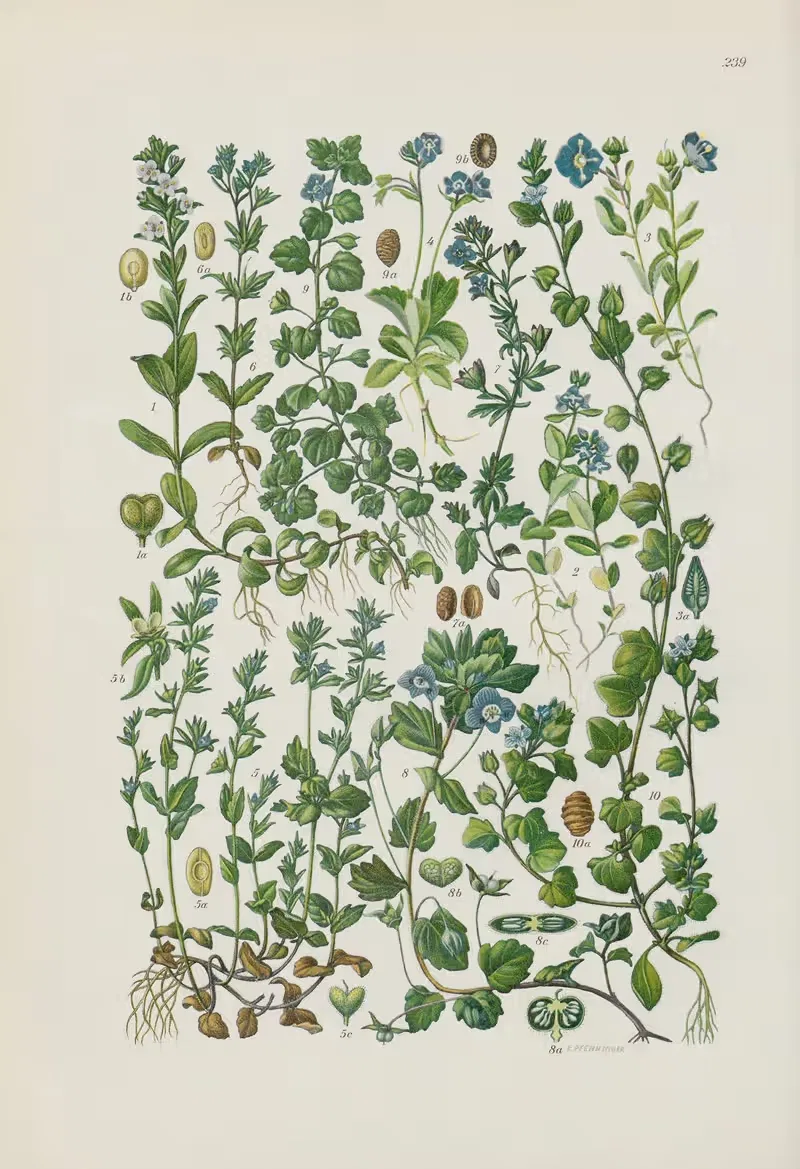 Illustrierte Flora von Mitteleuropa Pl.239 — Gustav Hegi