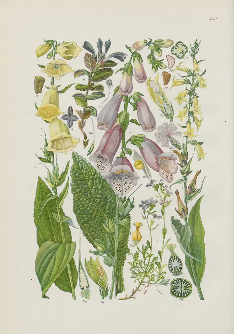 Illustrierte Flora von Mitteleuropa Pl.240 — Gustav Hegi