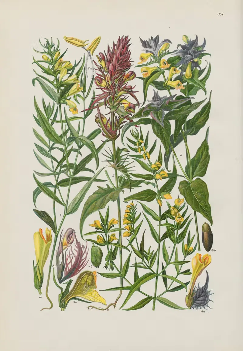 Illustrierte Flora von Mitteleuropa Pl.241 — Gustav Hegi