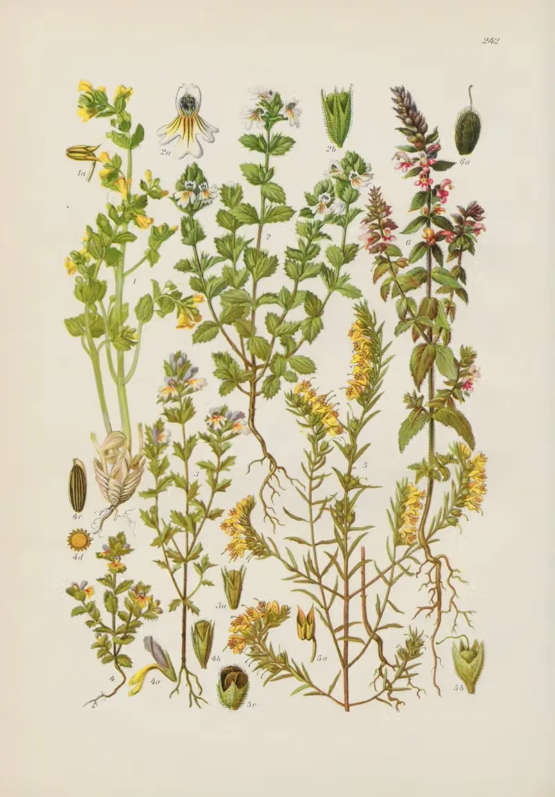 Illustrierte Flora von Mitteleuropa Pl.242 — Gustav Hegi
