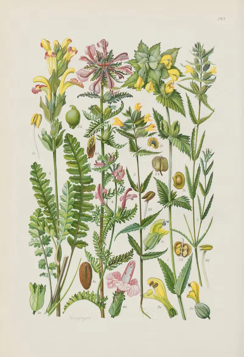 Illustrierte Flora von Mitteleuropa Pl.243 — Gustav Hegi