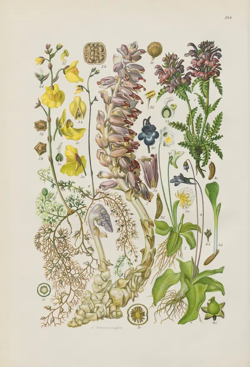 Illustrierte Flora von Mitteleuropa Pl.244 — Gustav Hegi