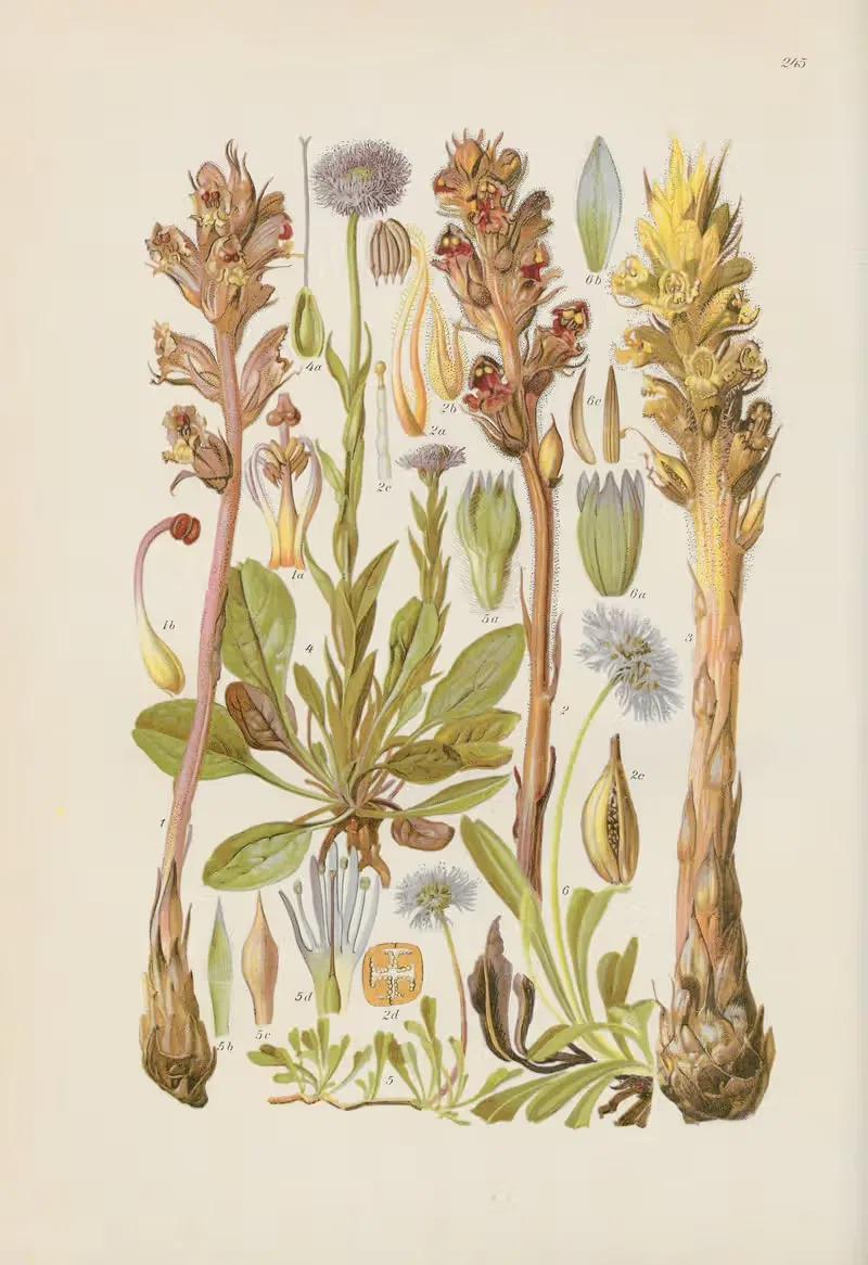 Illustrierte Flora von Mitteleuropa Pl.245 — Gustav Hegi