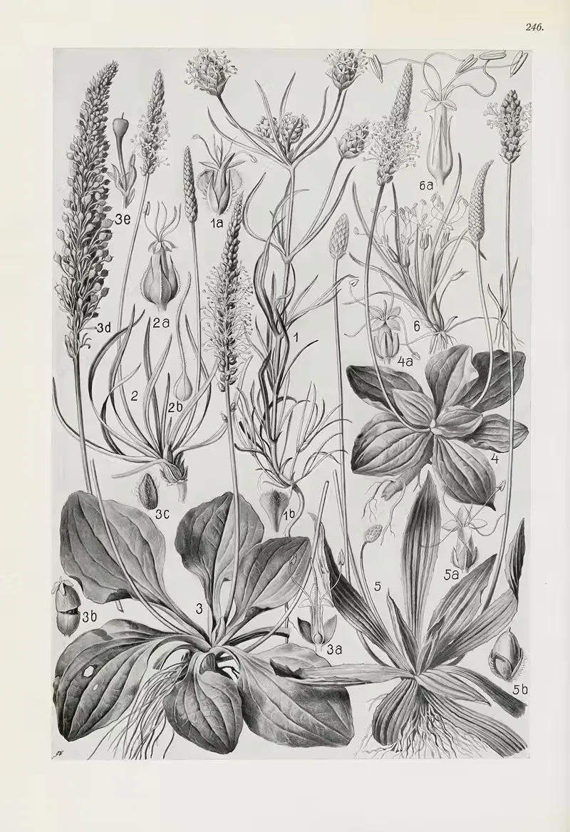Illustrierte Flora von Mitteleuropa Pl.246 — Gustav Hegi
