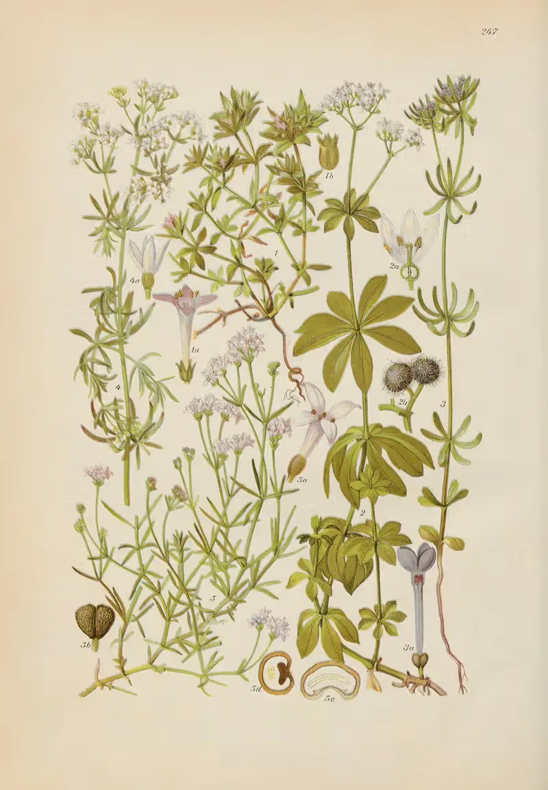 Illustrierte Flora von Mitteleuropa Pl.247 — Gustav Hegi