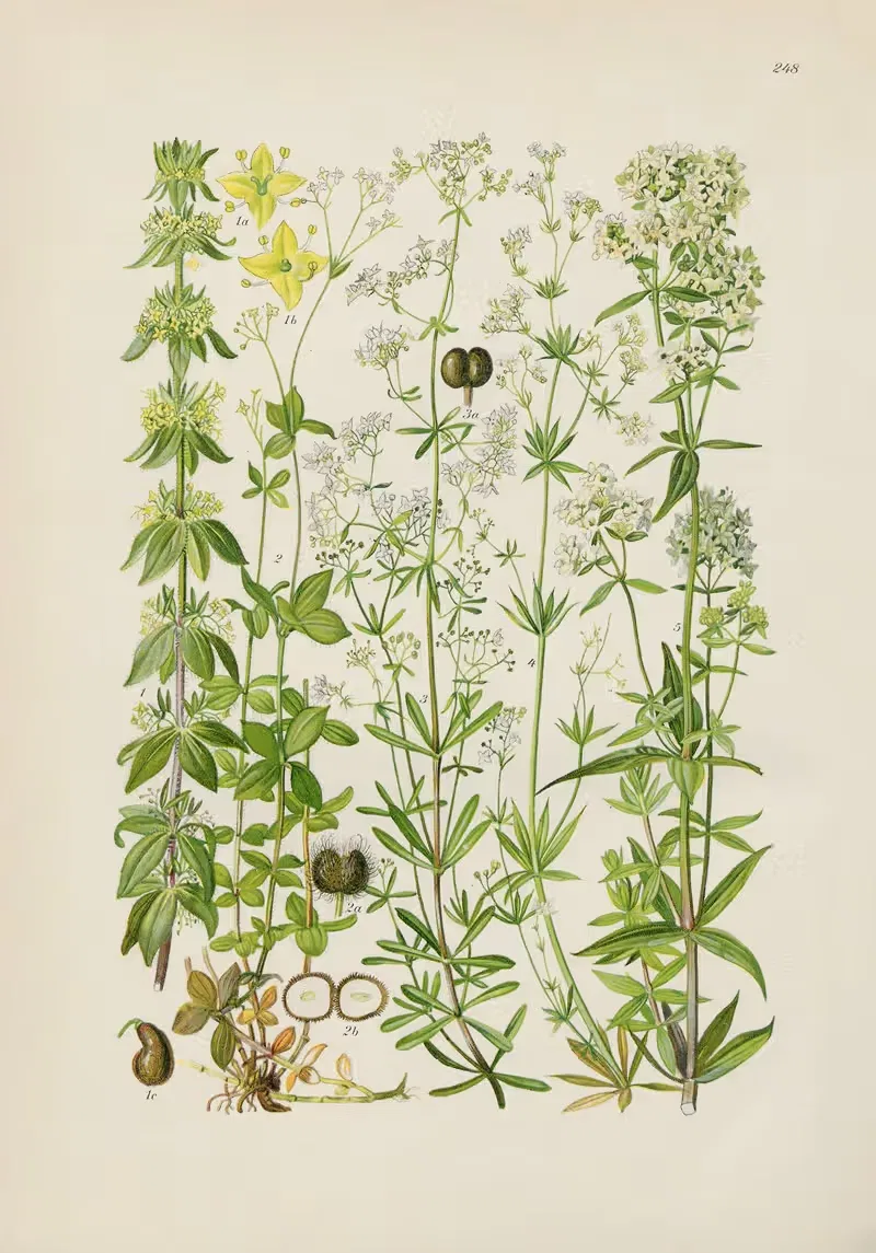 Illustrierte Flora von Mitteleuropa Pl.248 — Gustav Hegi