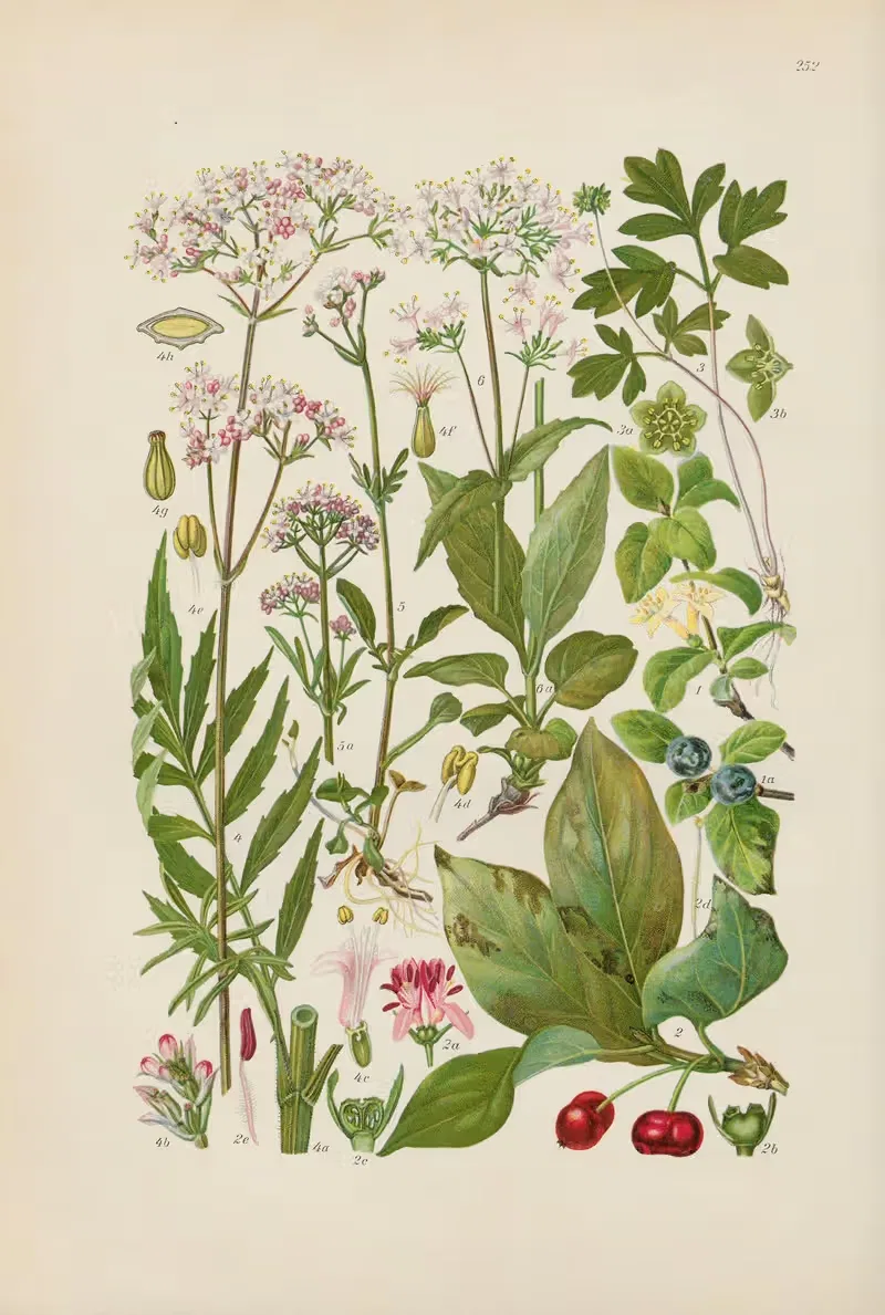 Illustrierte Flora von Mitteleuropa Pl.252 by Gustav Hegi, 1906-1929 — digital art print download