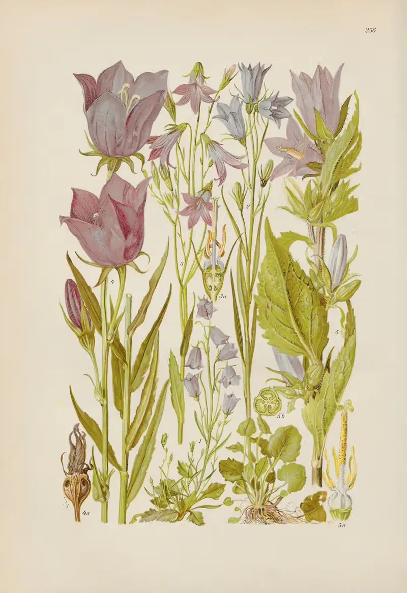 Illustrierte Flora von Mitteleuropa Pl.256 — Gustav Hegi