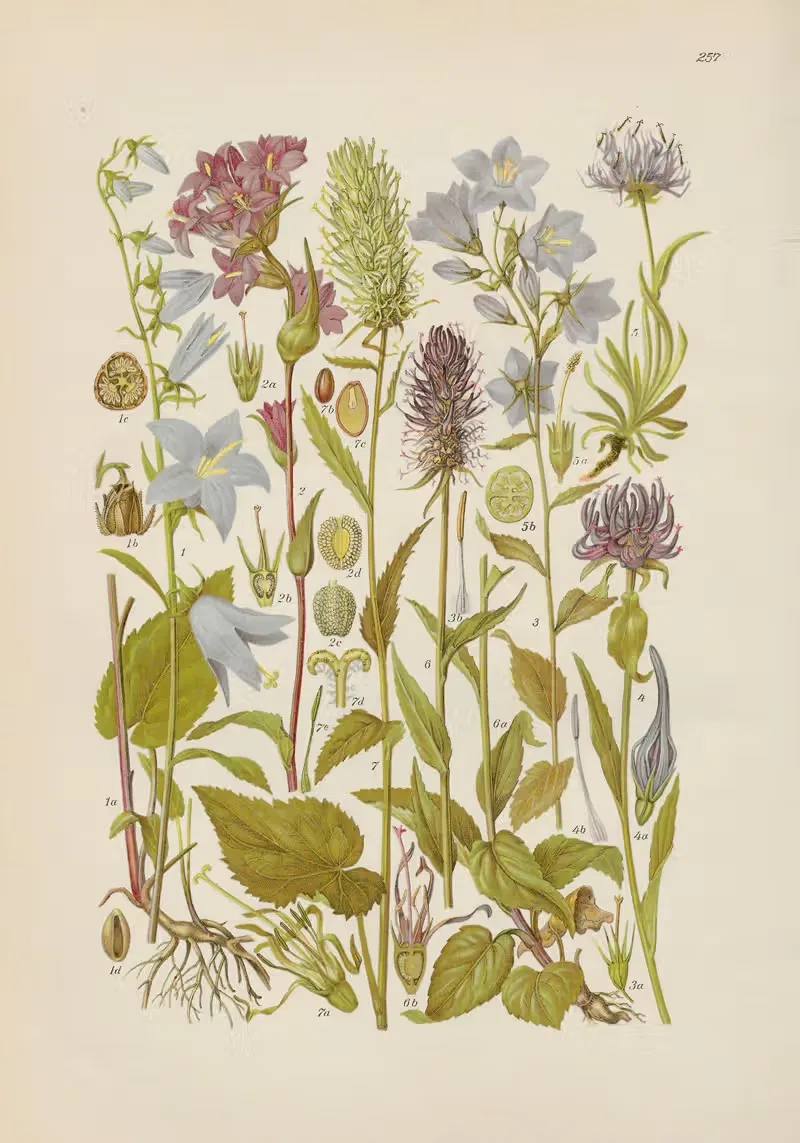 Illustrierte Flora von Mitteleuropa Pl.257 — Gustav Hegi