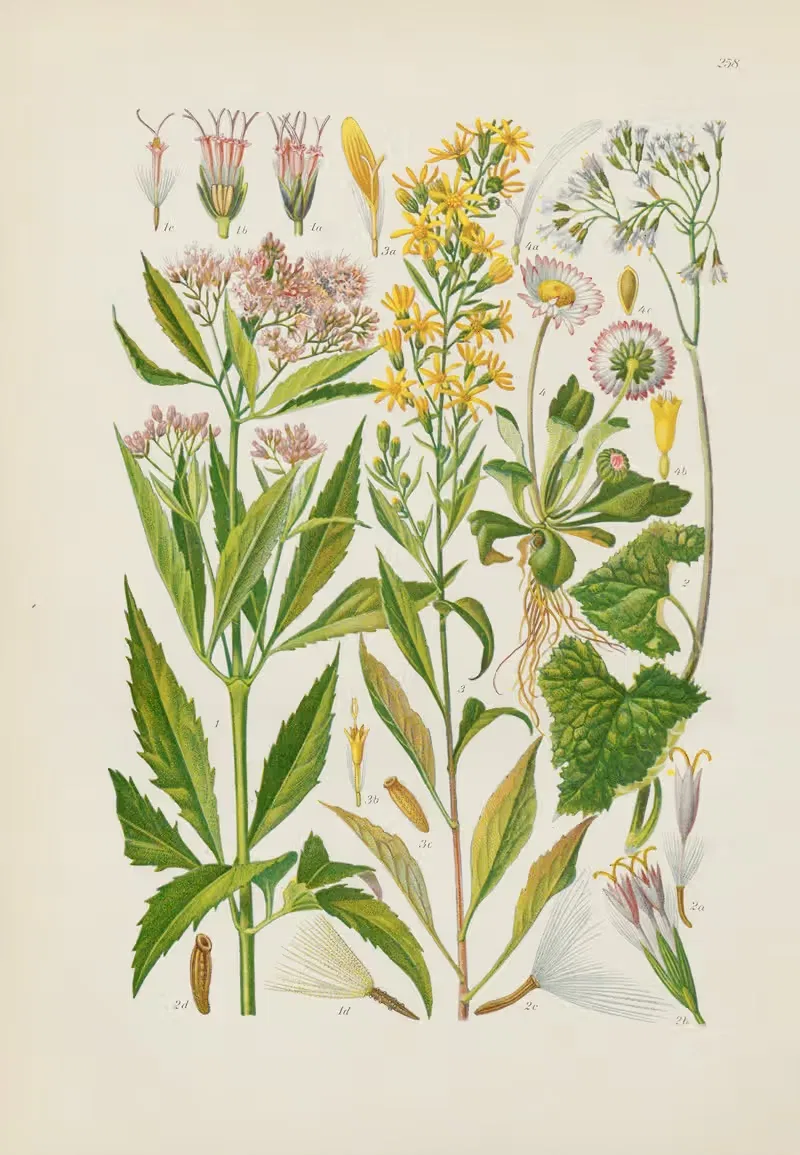 Illustrierte Flora von Mitteleuropa Pl.258 — Gustav Hegi