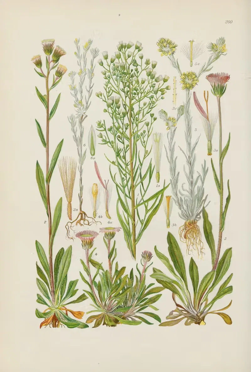 Illustrierte Flora von Mitteleuropa Pl.260 — Gustav Hegi