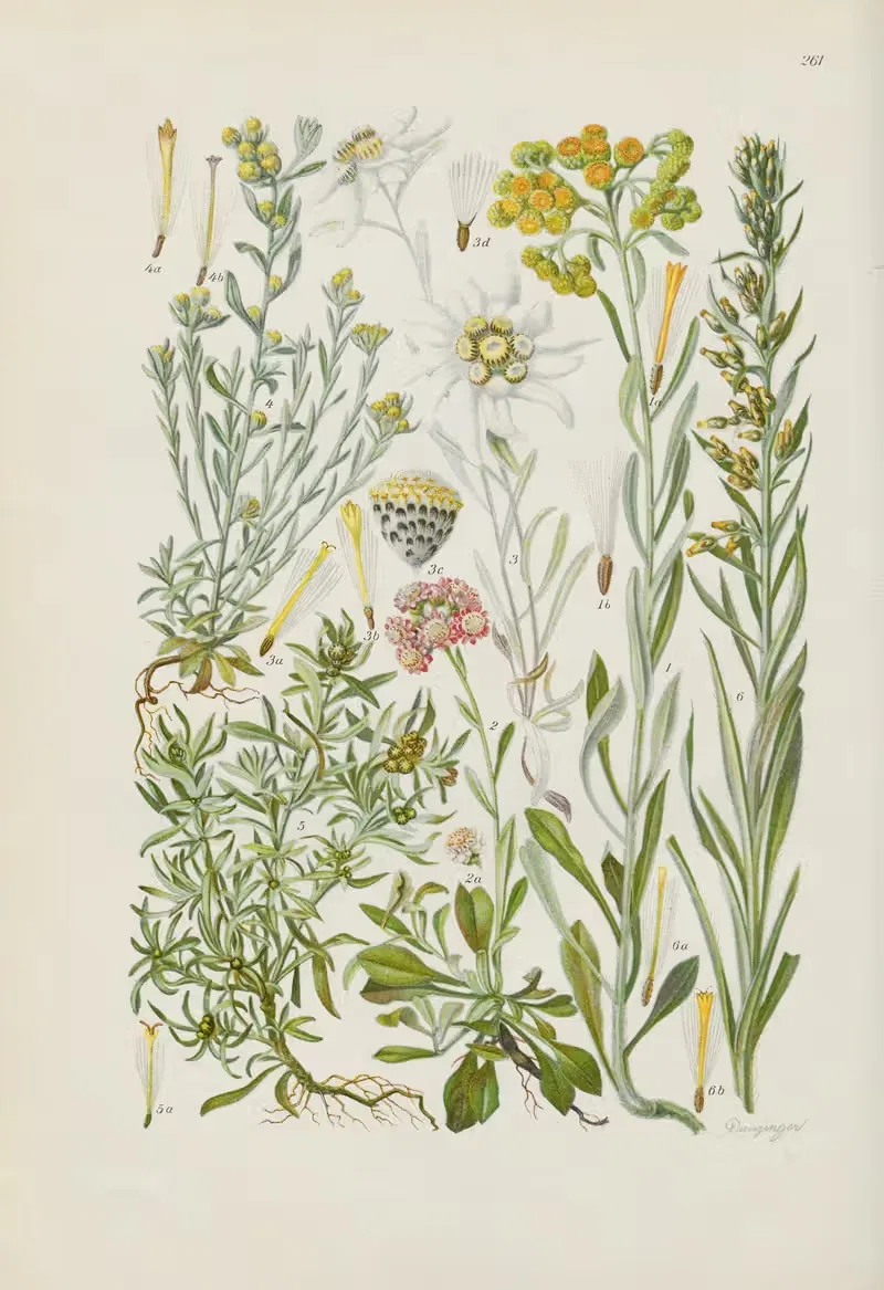 Illustrierte Flora von Mitteleuropa Pl.261 — Gustav Hegi