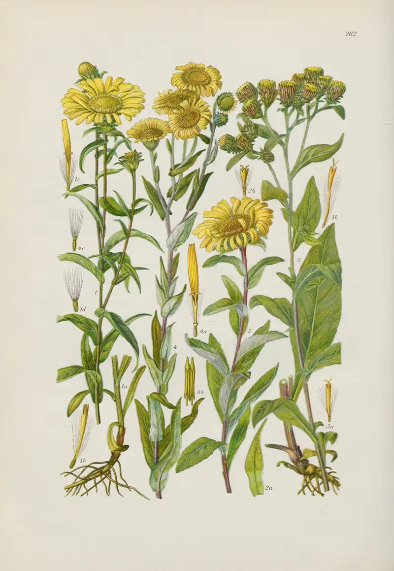 Illustrierte Flora von Mitteleuropa Pl.262 — Gustav Hegi