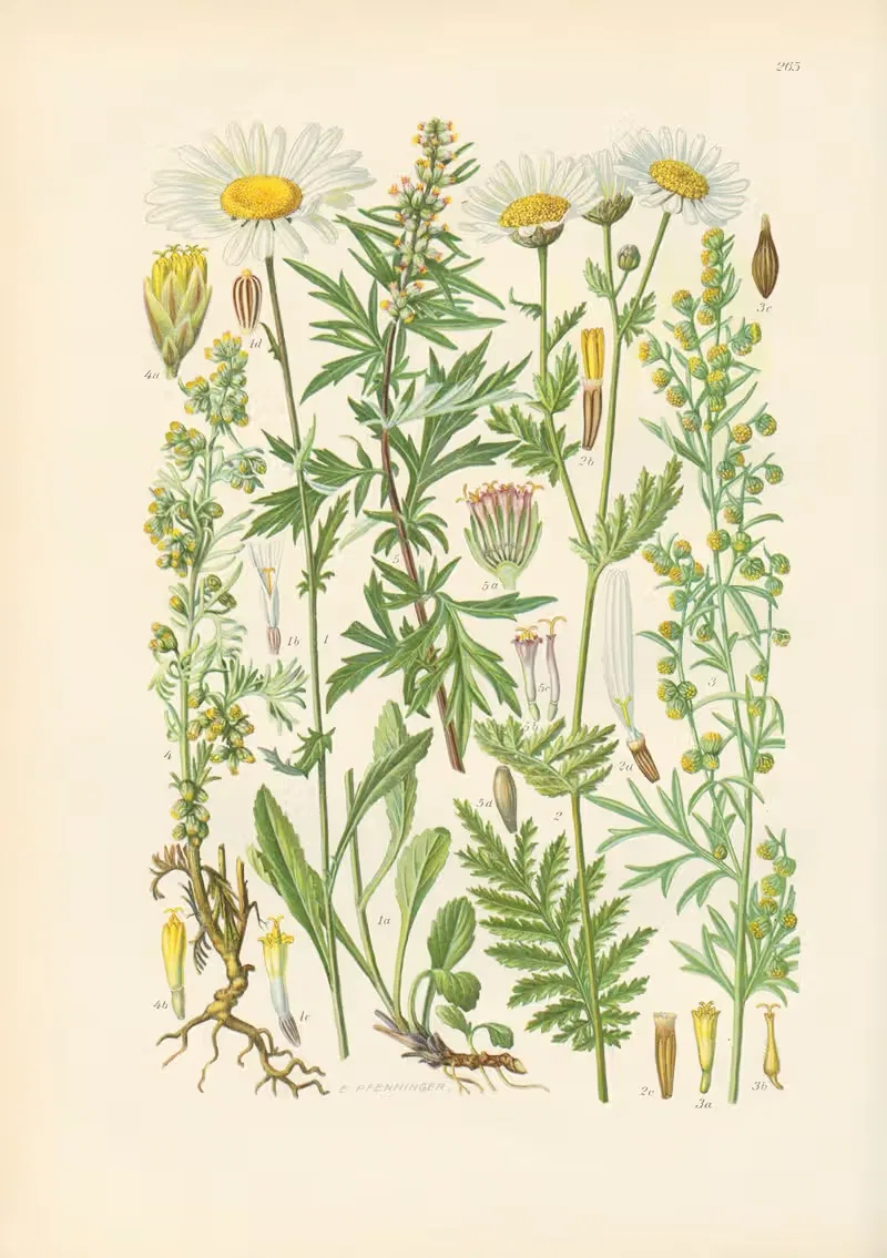 Illustrierte Flora von Mitteleuropa Pl.265 — Gustav Hegi