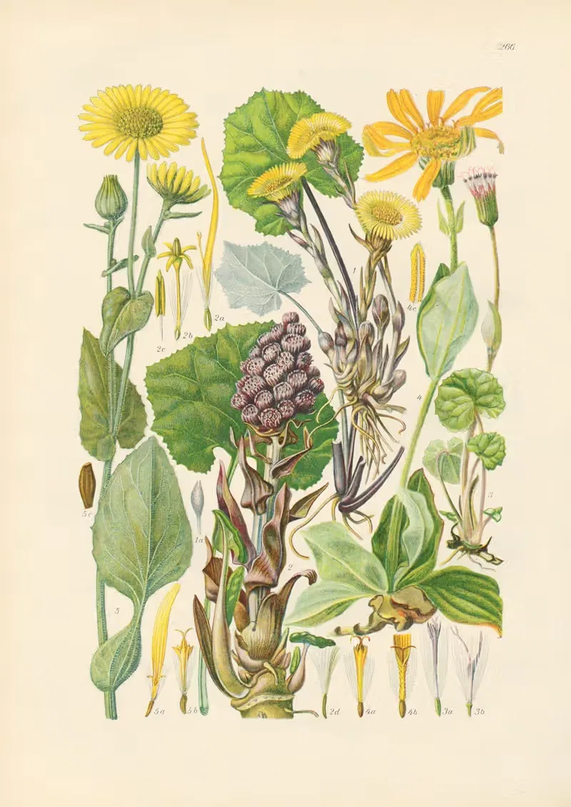 Illustrierte Flora von Mitteleuropa Pl.266 — Gustav Hegi