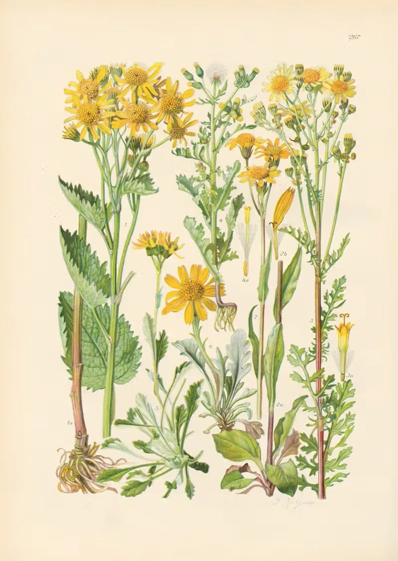Illustrierte Flora von Mitteleuropa Pl.267 — Gustav Hegi