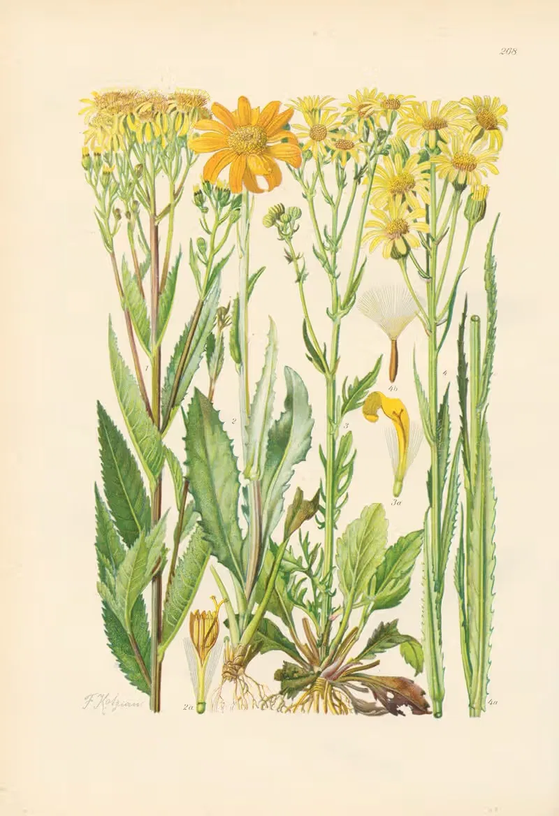 Illustrierte Flora von Mitteleuropa Pl.268 — Gustav Hegi