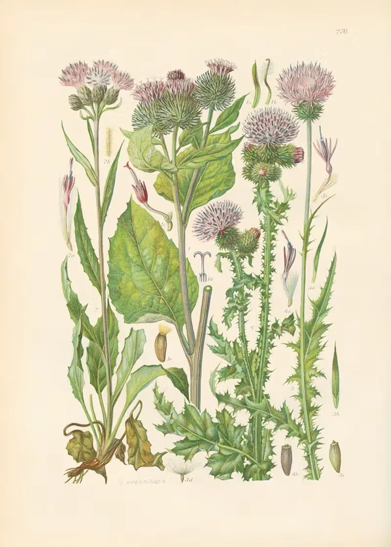 Illustrierte Flora von Mitteleuropa Pl.270 — Gustav Hegi