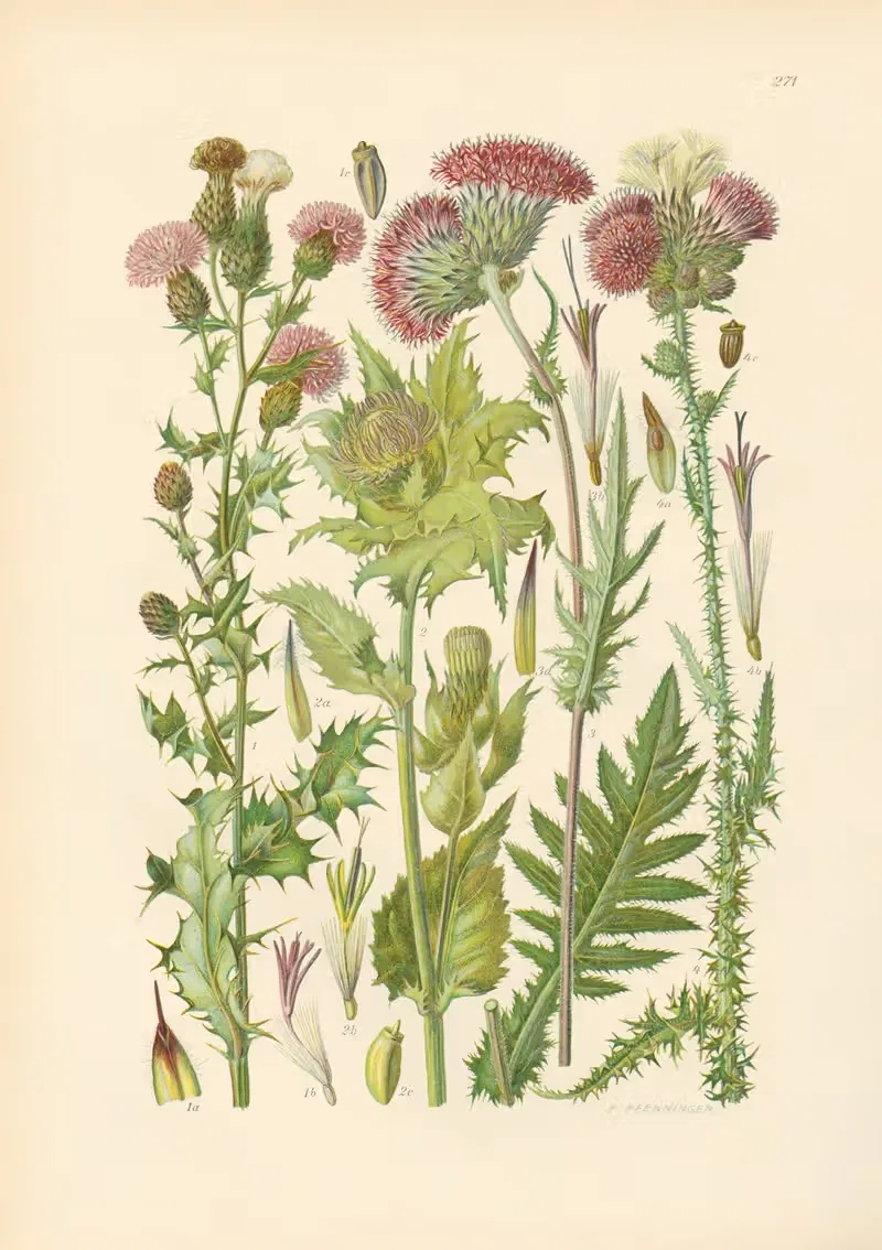 Illustrierte Flora von Mitteleuropa Pl.271 — Gustav Hegi