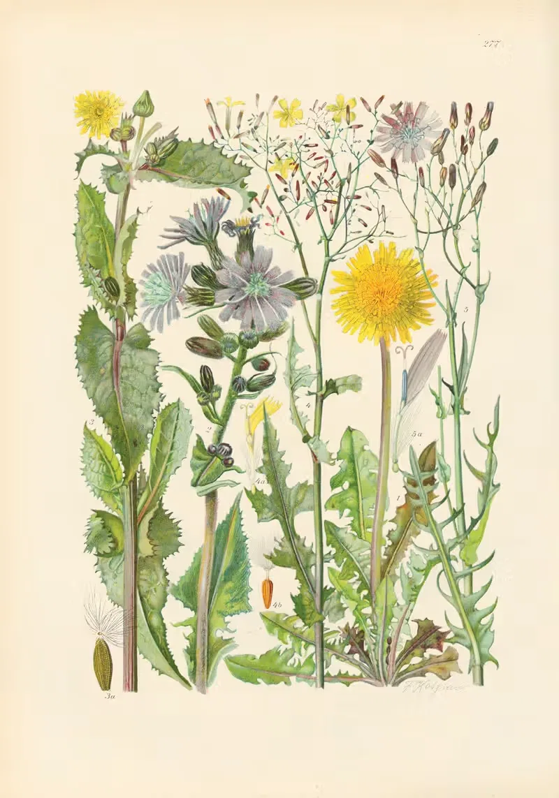 Illustrierte Flora von Mitteleuropa Pl.277 — Gustav Hegi