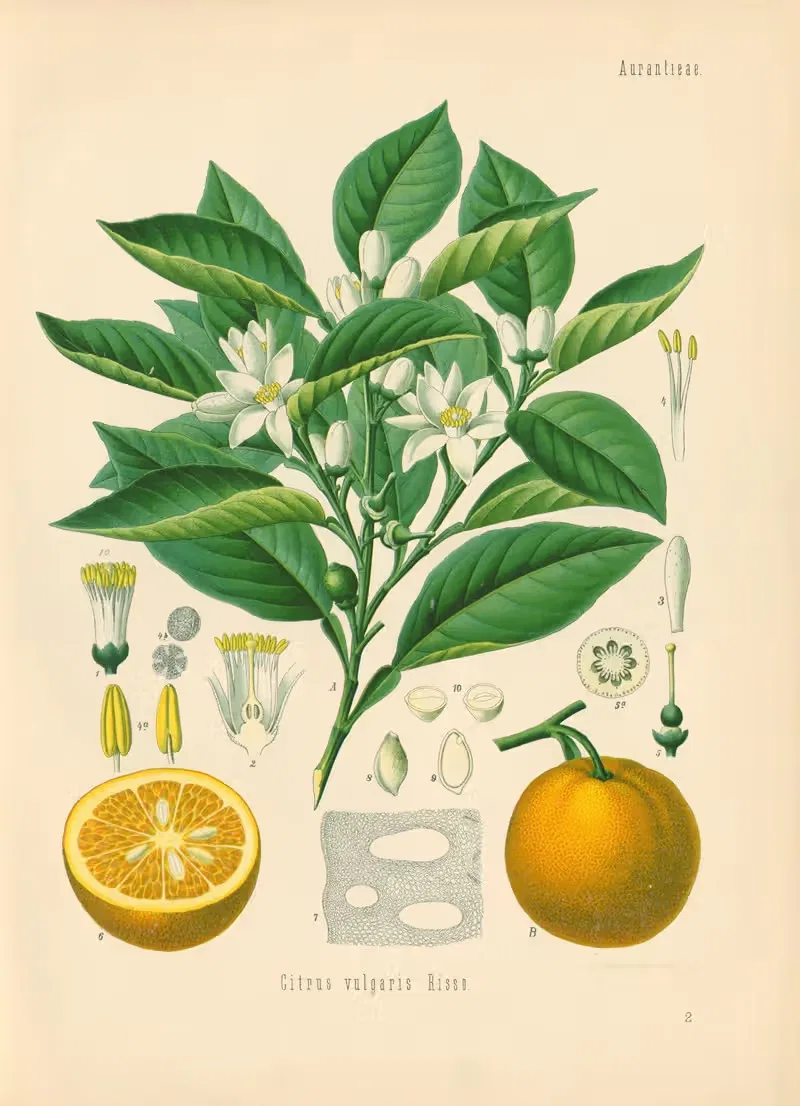 Citrus vulgaris by Gustav Pabst, 1883-1914 — digital art print download
