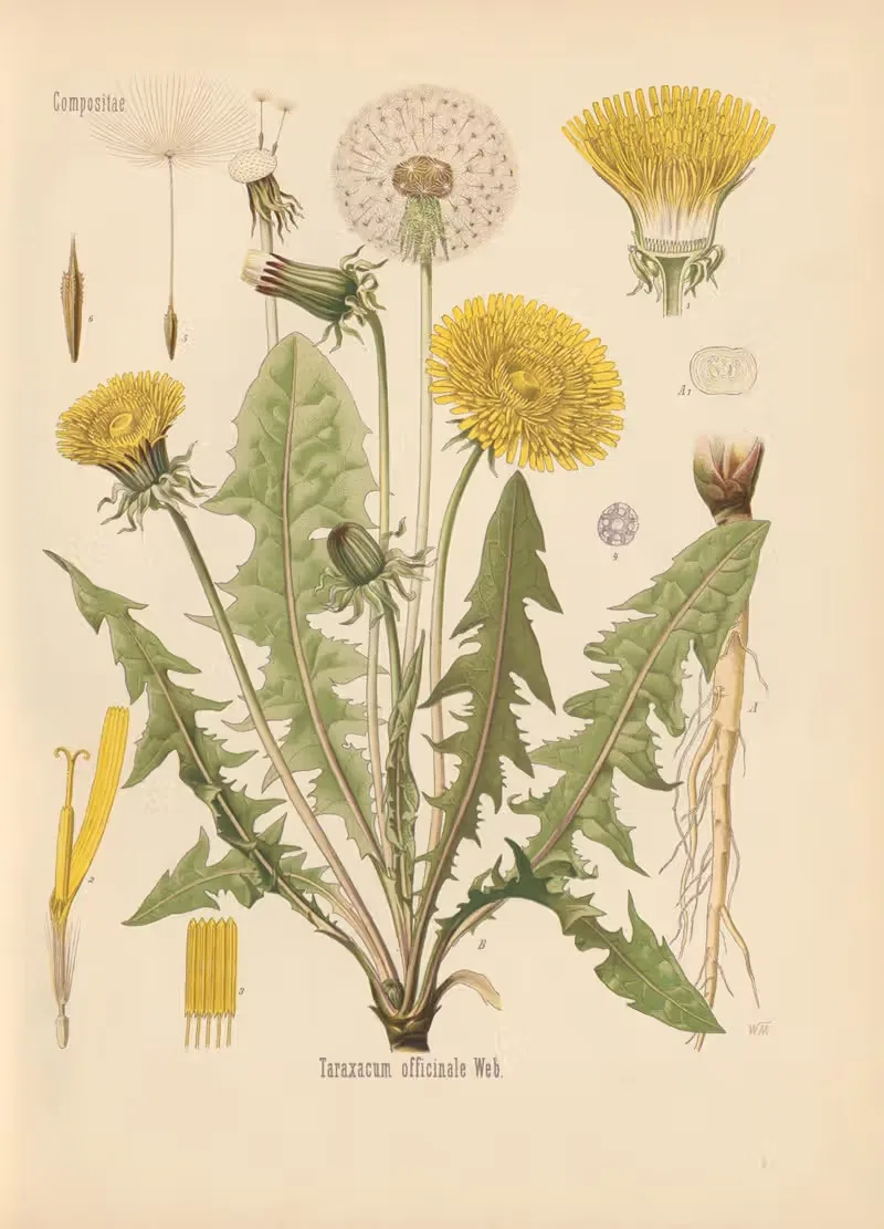 Taraxacum officinale by Gustav Pabst, 1883-1914 — digital art print download
