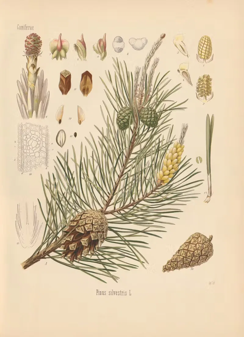 Pinus silvestris by Gustav Pabst, 1883-1914 — digital art print download
