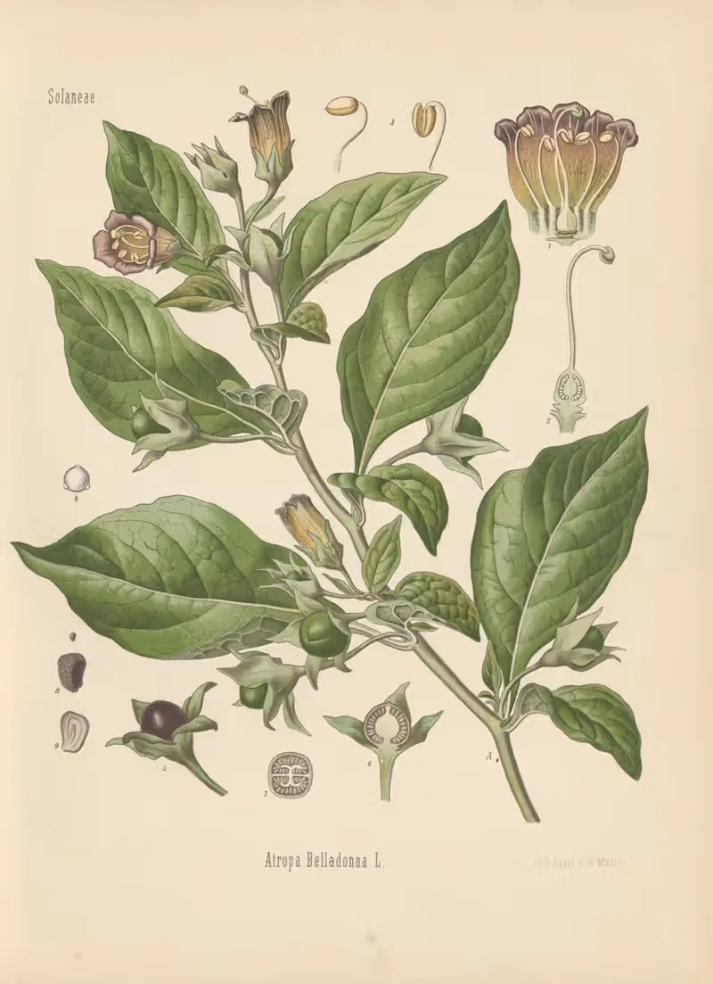 Atropa Belladonna by Gustav Pabst, 1883-1914 — digital art print download